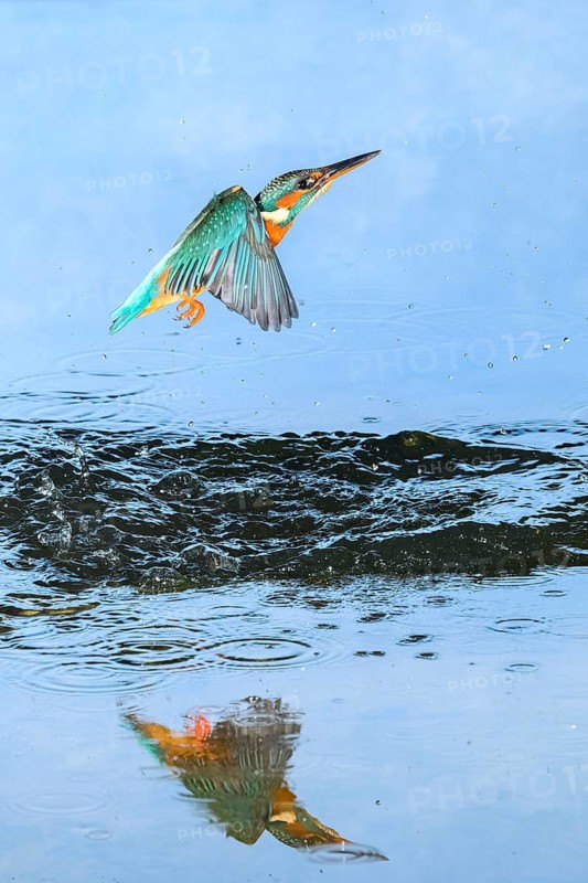 Common kingfisher (Alcedo atthis) flying out of the water after hunting fish, wildife, Catalonia, Spain
