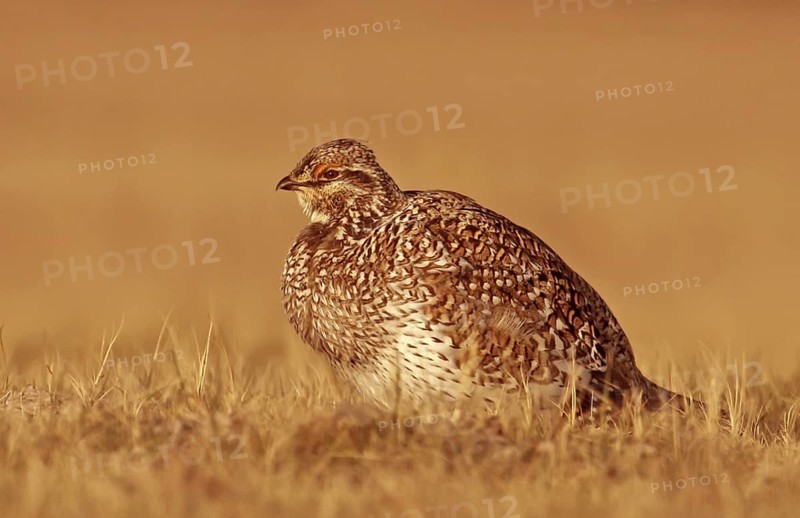Sharp-tailed Grouse (Tympanuchus phasianellus) female, Saskatchewan, Canada