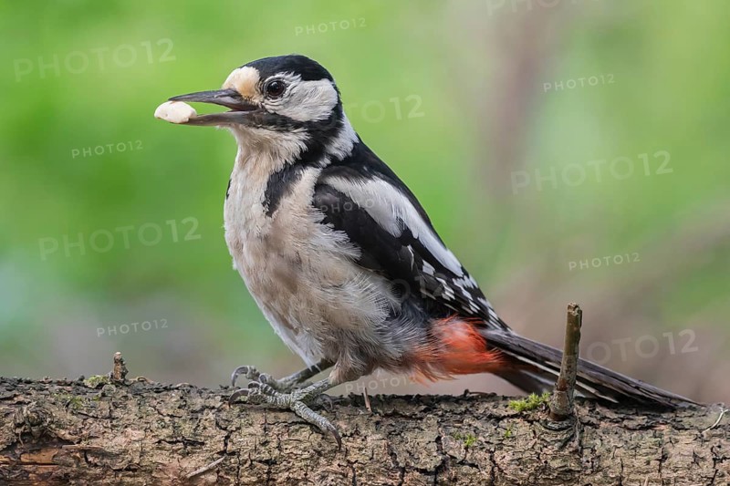Great Spotted Woodpecker (Dendrocopos major) female, Lower Saxony, Germany