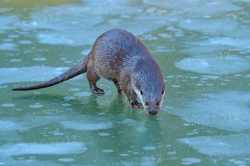 Otter on snow-covered, green ice surface in winter setting, Winter, Otter (Lutra lutra), Hesse, Germany