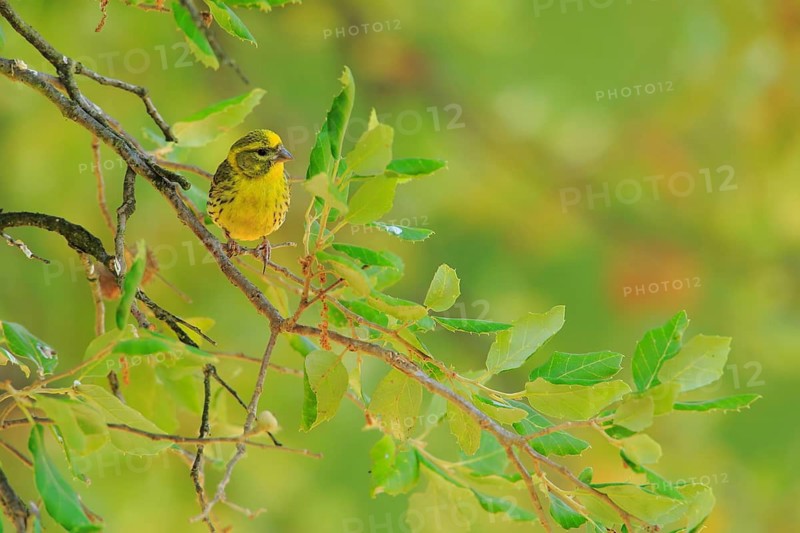 European Serin (Serinus serinus) male, Andalusia, Spain