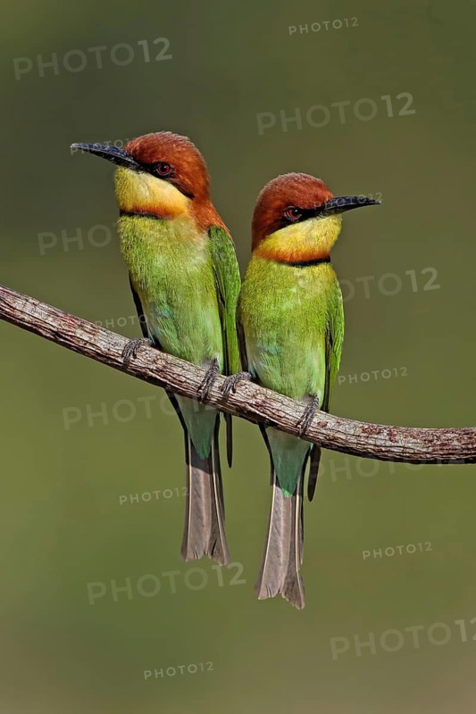 Chestnut-headed Bee-eater (Merops leschenaulti) pair, Malaysia