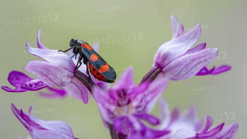 Helm's-orchid (Orchis militaris), Leutra, Jena, Thuringia, Germany