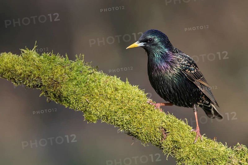Common Starling (Sturnus vulgaris) perched on an old mossy tree trunk, Poland