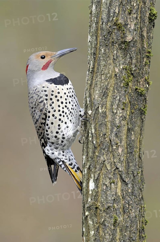 Northern Flicker (Colaptes auratus auratus), British Columbia, Canada