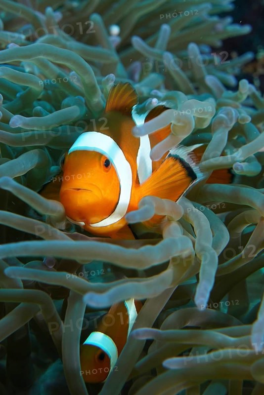 An Ocellaris Clownfish (Amphiprion ocellaris) looks out of the tentacles of a sea anemone with another clownfish in the background, dive site SD, Nusa Ceningan, Nusa Penida, Bali, Indonesia