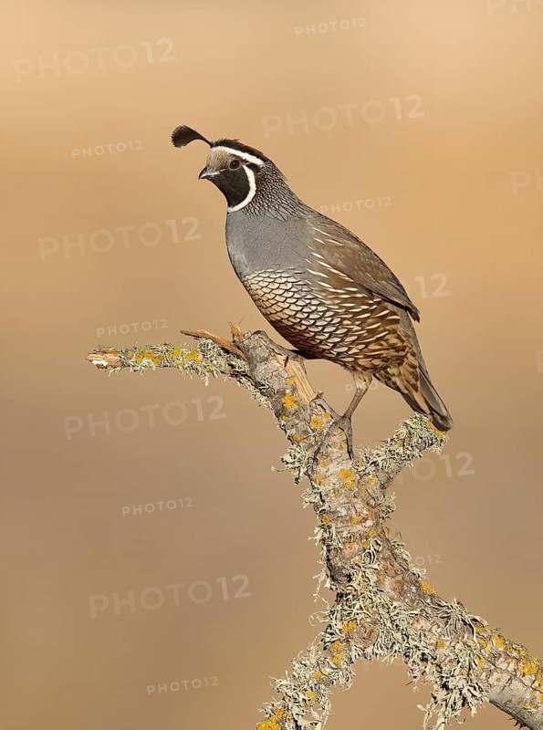 California Quail (Callipepla californica) male, California, USA