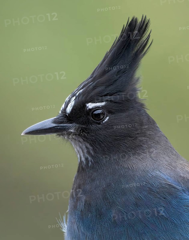 Steller's Jay (Cyanocitta stelleri), Colorado, USA