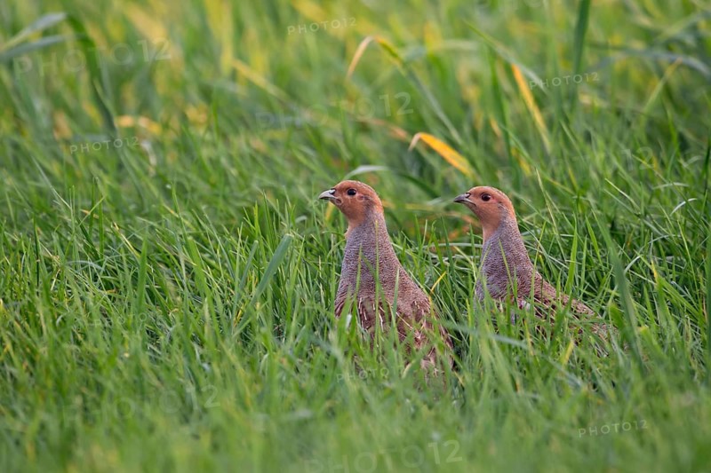 Grey Partridge (Perdix perdix) perched in grass field, North Rhine-Westphalia, Germany