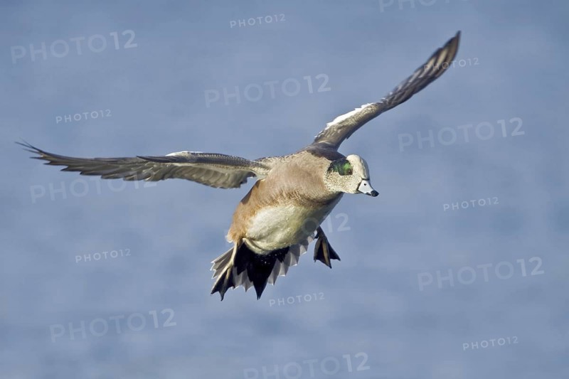 American Wigeon (Mareca americana) male flying, British Columbia, Canada