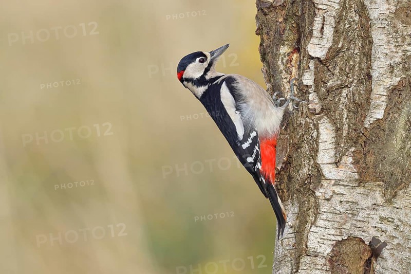Great spotted woodpecker (Dendrocopus major), male, foraging on the trunk of a common birch (Betula pendula), wildlife, woodpeckers, nature photography, autumn, Wilnsdorf, North Rhine-Westphalia, Germany