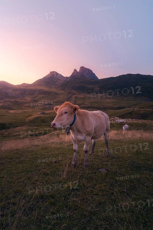 A serene cow stands on lush grass, set against a stunning mountain backdrop at sunset in summer. The soft light creates a tranquil rural scene, showcasing nature is beauty in the Pyrenees