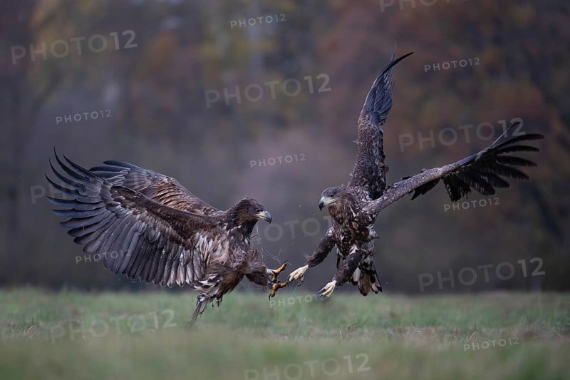 White-tailed eagle (Haliaeetus albicilla), juvenile, young white-tailed eagle with threatening gesture, Podlaskie Voivodeship, Poland