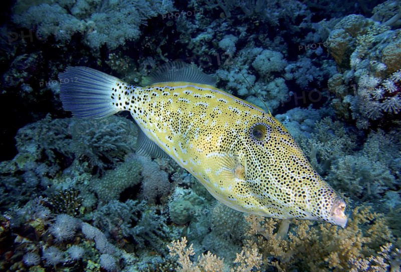 Script filefish (Aluterus scriptus)
