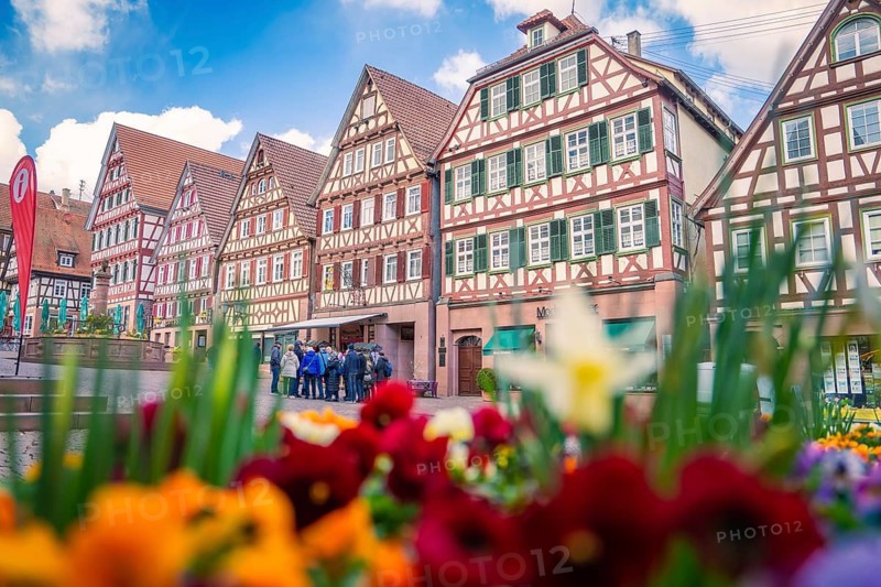 Colourful flowers in the foreground in front of picturesque half-timbered houses under a clear blue sky, Calw, Black Forest, Germany