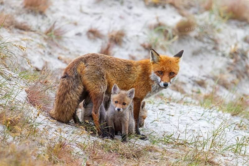 Red fox (Vulpes vulpes) female suckling kits, young near burrow, den in the sand dunes along the coast in spring
