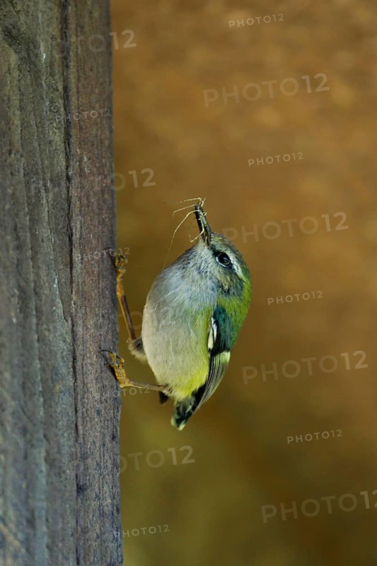 Rifleman (Acanthisitta chloris) with food at nest at a house, South Island, New Zealand