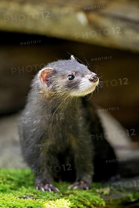 European polecat (Mustela putorius) or forest polecat, standing on woodpile, captive, Switzerland