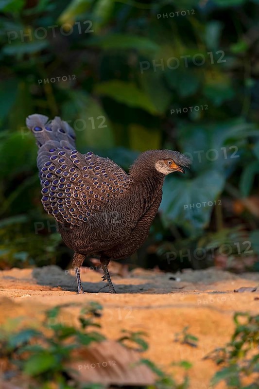 Grey Peacock-Pheasant (Polyplectron bicalcaratum) male foraging, Yunnan, China