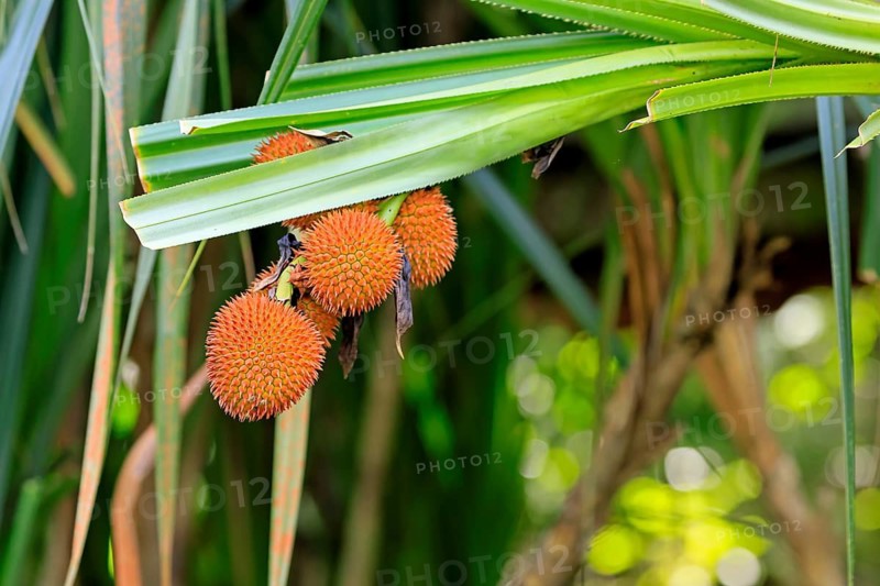 Pandanus affines, genus screw trees, fruits, useful plant, shrub, Singapore, Southeast Asia