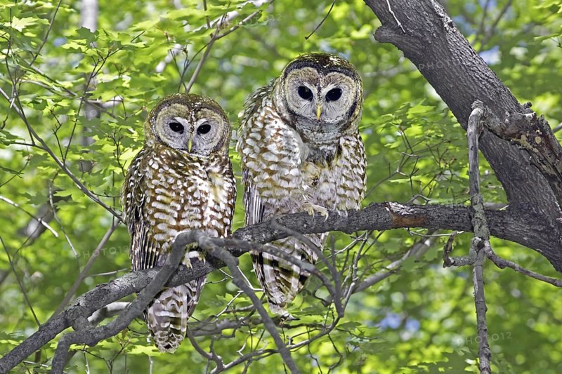 Spotted Owl Strix occidentalis Huachuca Mountains, Cochise County, ARIZONA, United States 17 May Adults Strigidae