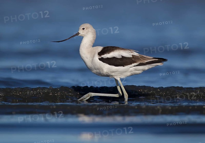 American Avocet (Recurvirostra americana) female, California, USA