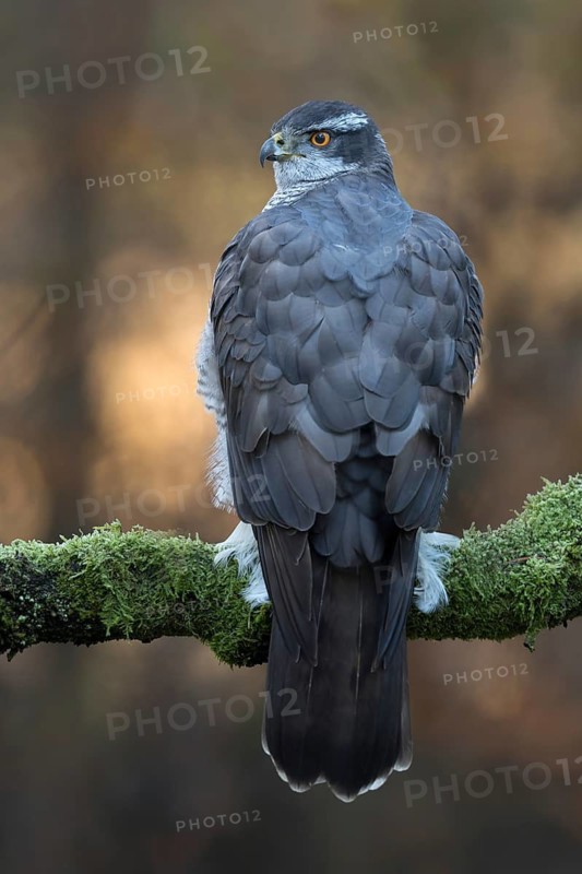 Havik op berijpte tak, northern goshawk with frost