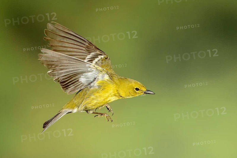 Pine Warbler (Setophaga pinus) male flying, Texas, USA