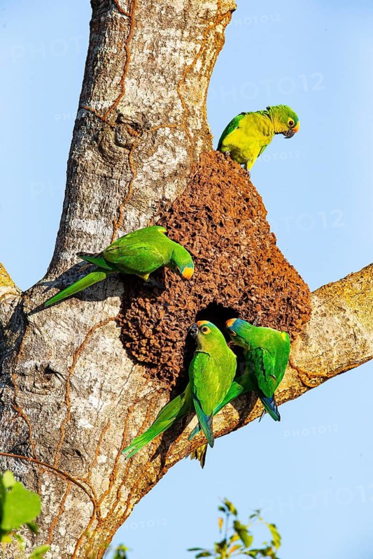 Peach-fronted conure (Aratinga aurea) Pantanal Brazil