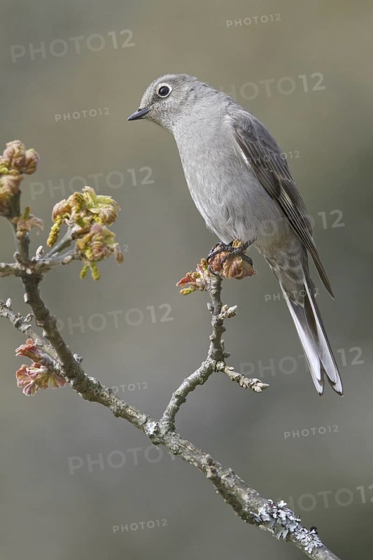 Townsend's Solitaire (Myadestes townsendi), British Columbia, Canada