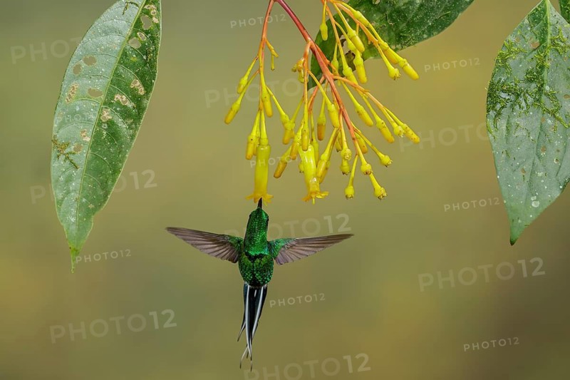 Green-and-Gold Tanager (Tangara schrankii) flying while feeding at a flower in the South of Ecuador