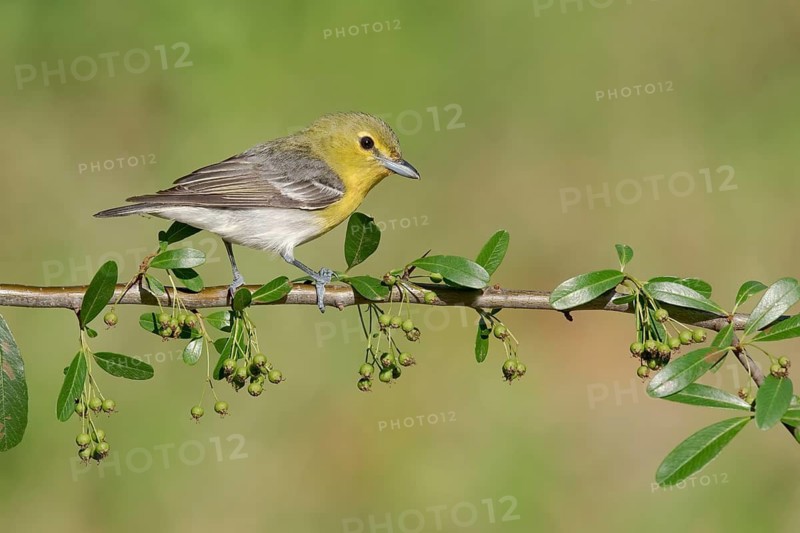 Yellow-throated Vireo (Vireo flavifrons) perched on a branch, Texas, USA