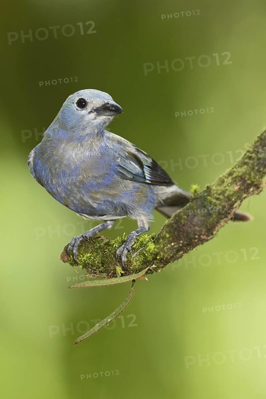 Palm Tanager (Thraupis palmarum), Costa Rica