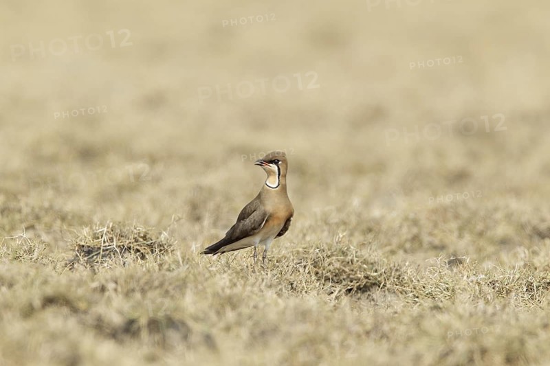 Oriental Pratincole (Glareola maldivarum), Pak Thale, Thailand