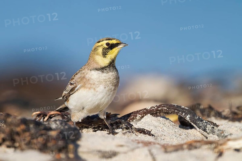 Horned Lark - Ohrenlerche - Eremophila alpestris flava, Germany