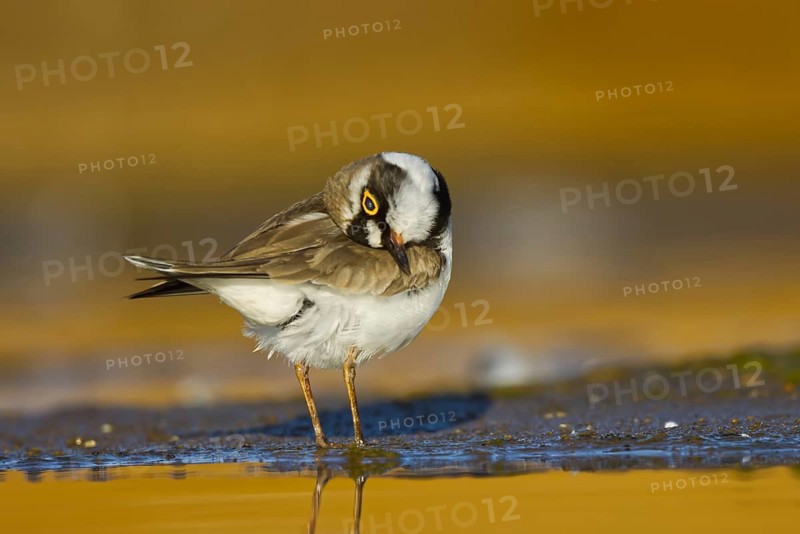 Little Ringed Plover (Charadrius dubius) female preening, North Rhine-Westphalia, Germany