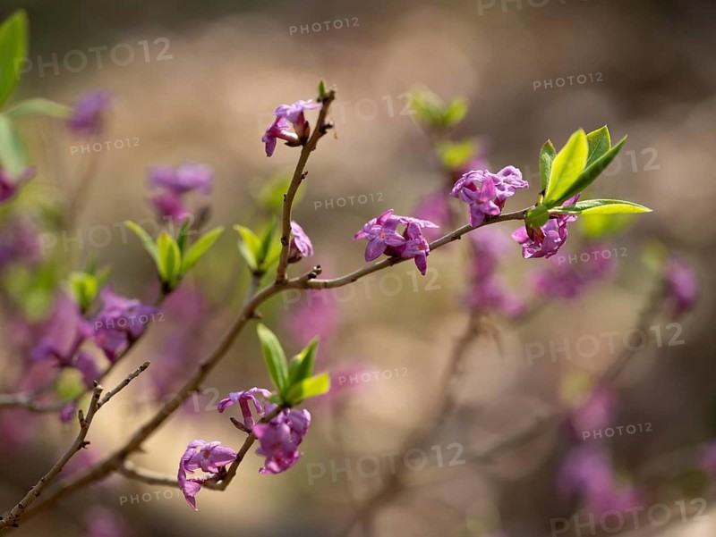 Daphne mezereum, flowering, flowers, leaves and shoots, shallow depth of field, Thuringia, Germany
