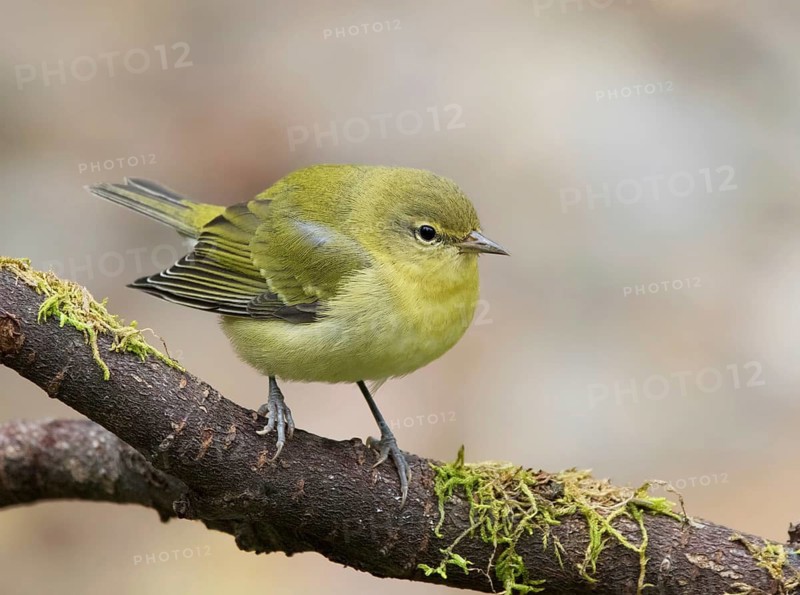Fall plumage Tennesee Warblers, Leiothlypis peregrina, perched in Saskatoon, Saskatchewan