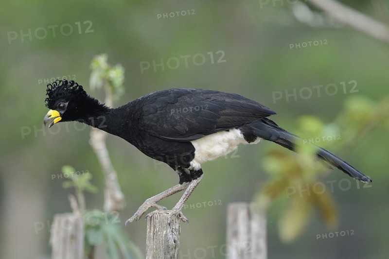 Bare-faced Curassow (Crax fasciolata), Pantanal, Brazil