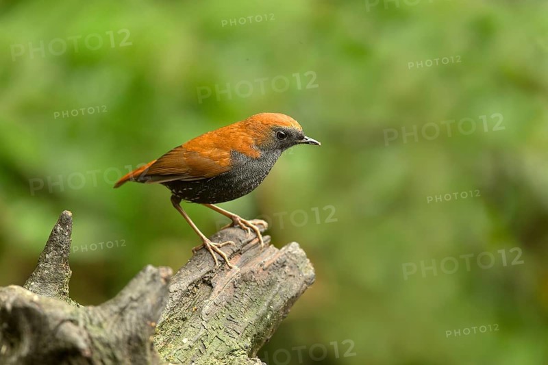 Gould's Shortwing (Heteroxenicus stellatus), Yunnan, China