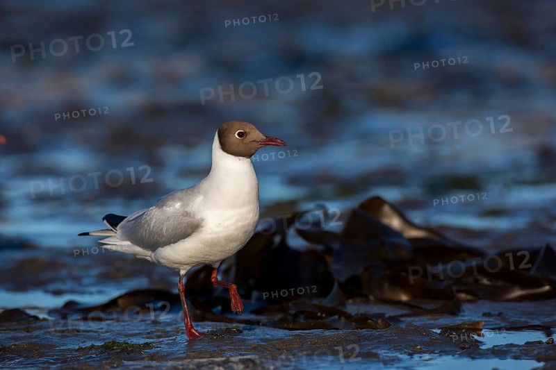 Black-headed Gull (Chroicocephalus ridibundus), Seahouses, United Kingdom