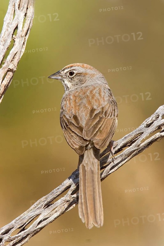 Rufous-crowned Sparrow Aimophila ruficeps Guadalupe Mountain National Park, Texas, USA 10 May Adult Emberizidae