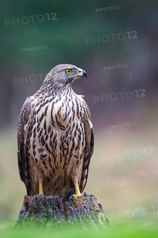 Northern Goshawk (Accipiter gentilis) juvenile in the rain, Netherlands
