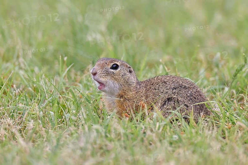European ground squirrel (Spermophilus citellus) in a meadow, Burgenland Austria