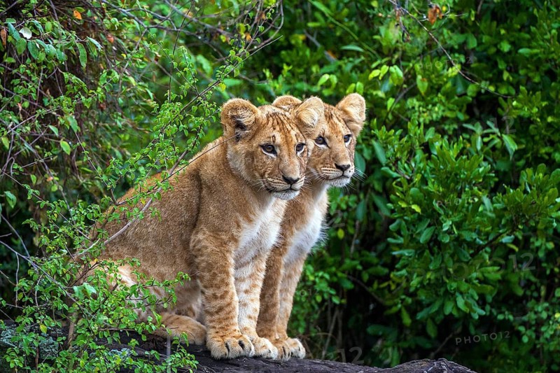 Two young lions (Panthera leo) juvenile, animal children, Kenya, Masai Mara, Masai Mara, Kenya