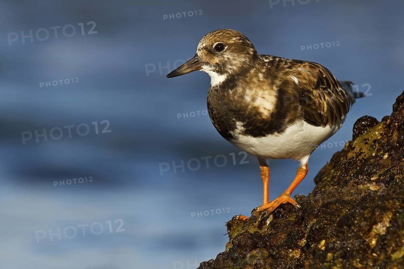 Ruddy Turnstone (Arenaria interpres), Asturias, Spain