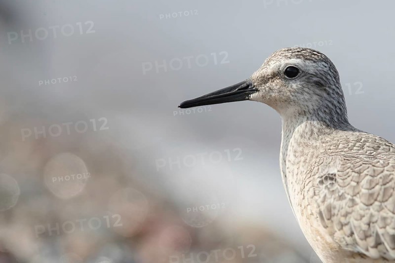 Red Knot (Calidris canutus), Mecklenburg-Western Pomerania, Germany