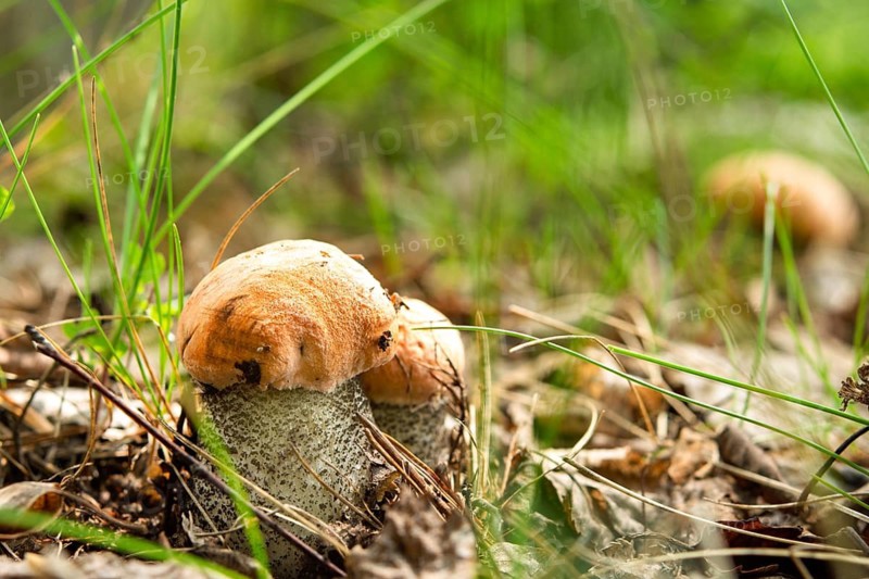 Vibrant image showcasing Orange Birch Bolete (Leccinum versipelle) mushrooms growing in their natural habitat, surrounded by lush green grass and forest detritus