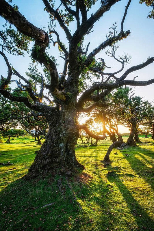 Centuries-old til trees in fantastic magical idyllic Fanal Laurisilva forest on sunset. Madeira island, Portugal