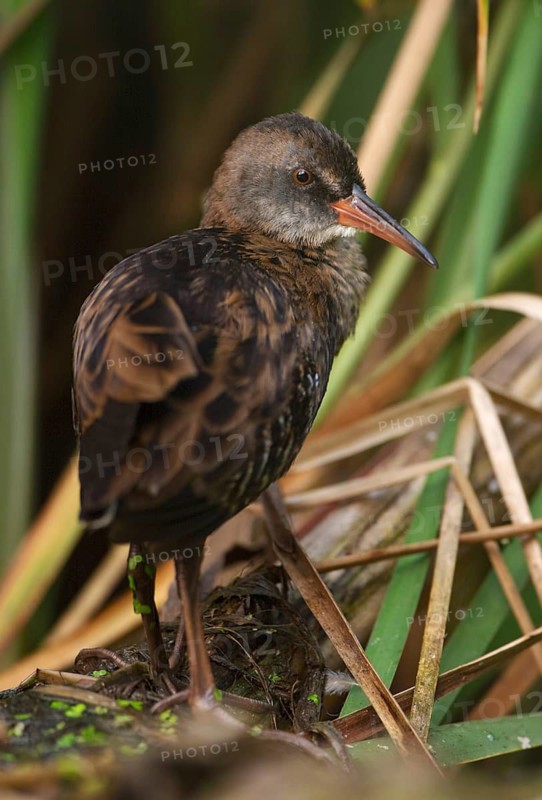 Water Rail (Rallus aquaticus) juvenile, Saxony, Germany